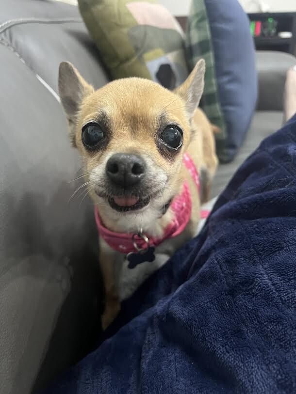 Picture of the Animal Listed